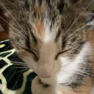 Meet your Posher, Evelyn